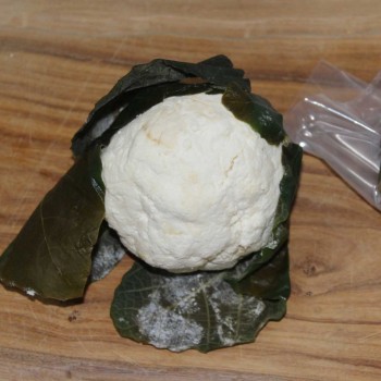 FICU BIO